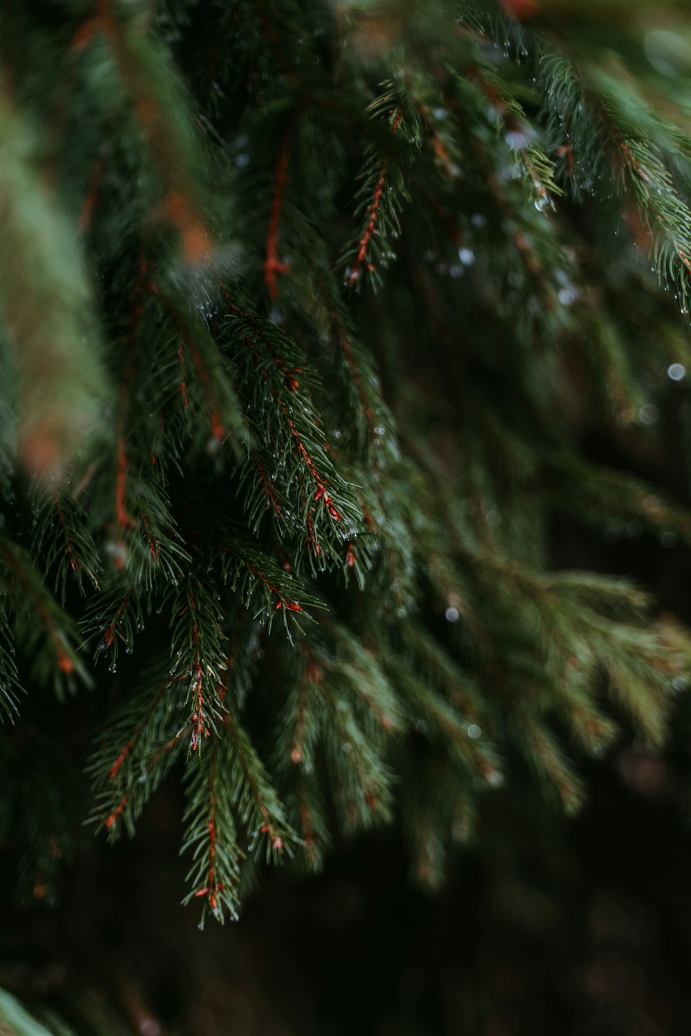 a close up of a pine tree with drops of water on it