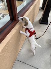 A small dog with a red harness is standing on its hind legs, looking through a glass window of a building. The dog is leashed, and the harness is attached to a black lead. The view inside the window shows decorative items on display, including what appears to be jewelry.