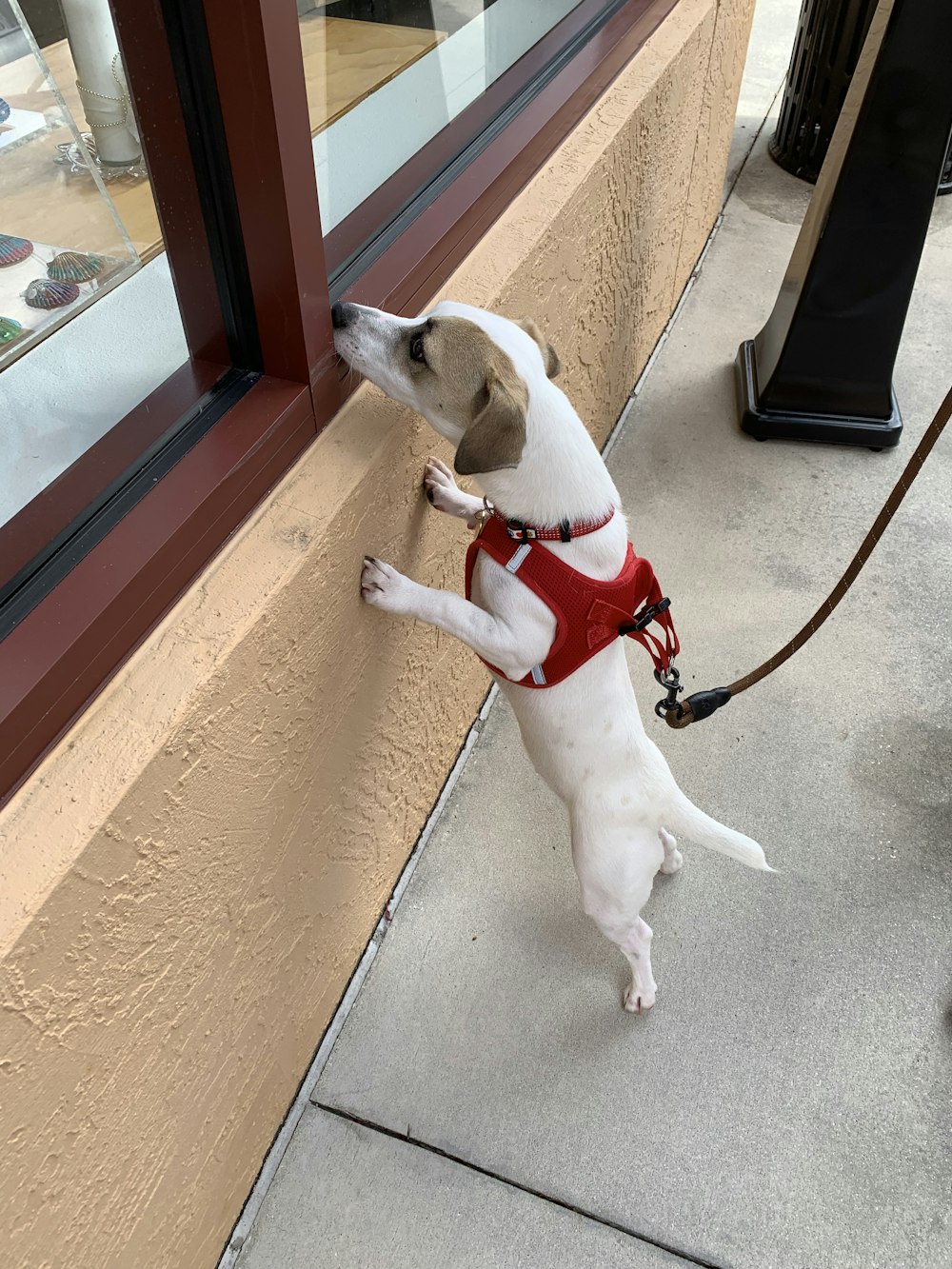a white dog wearing a red harness is looking out a window
