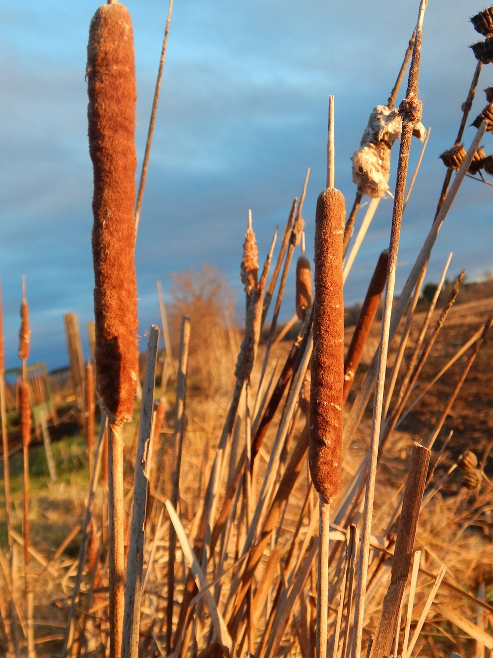 a close up of a bunch of plants in a field