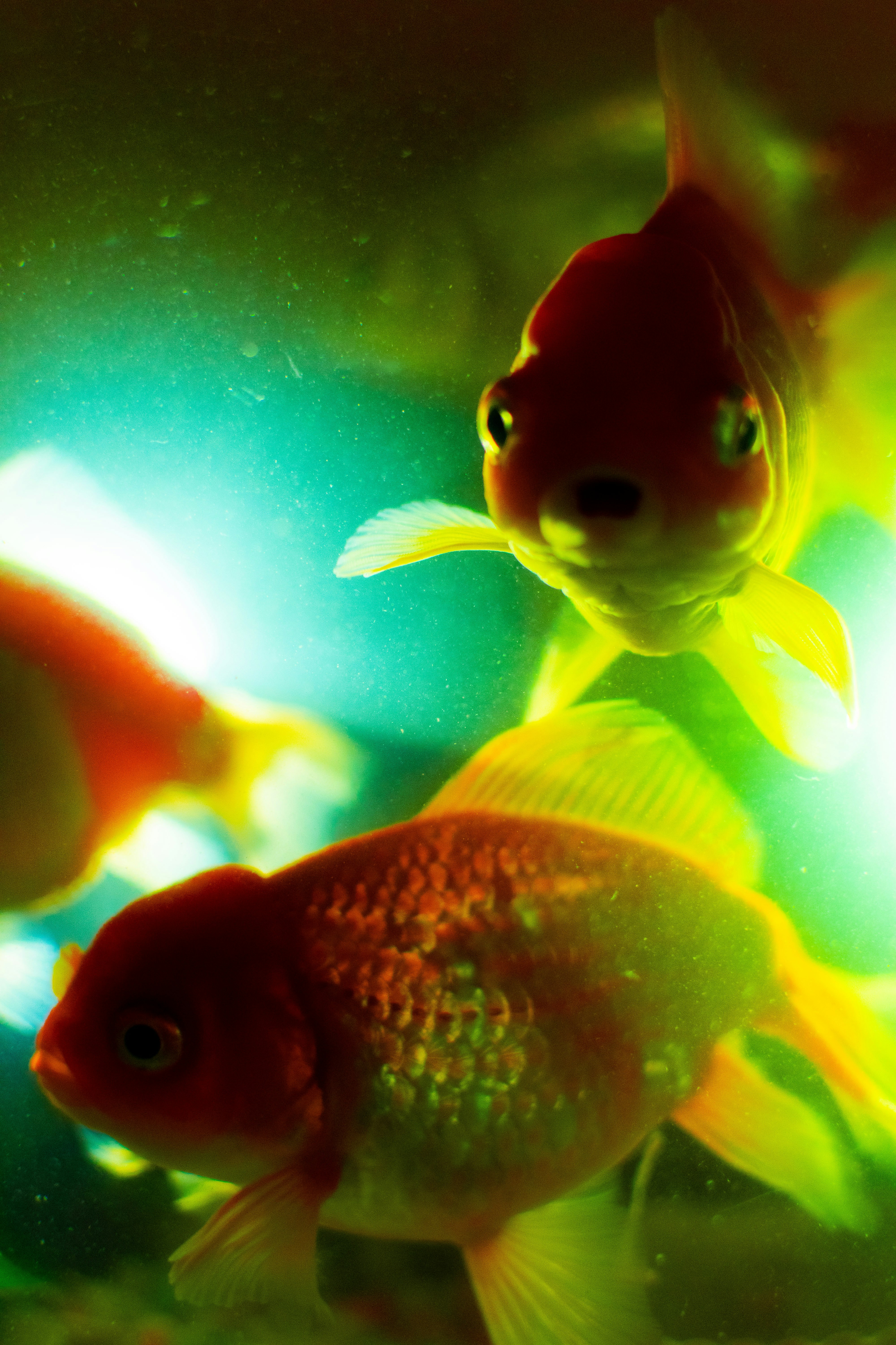 Sekelompok ikan mas berenang di akuarium