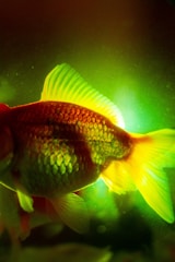 A vibrant close-up image of a fish illuminated by green and yellow lighting, showcasing its scales and fins in detailed contrast. The fish's body displays a mixture of orange, red, and yellow hues, creating a dramatic effect against the dark background.