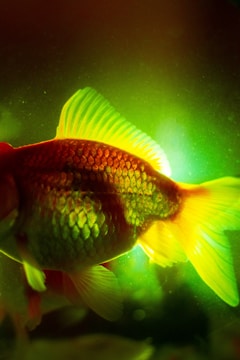 A vibrant close-up image of a fish illuminated by green and yellow lighting, showcasing its scales and fins in detailed contrast. The fish's body displays a mixture of orange, red, and yellow hues, creating a dramatic effect against the dark background.