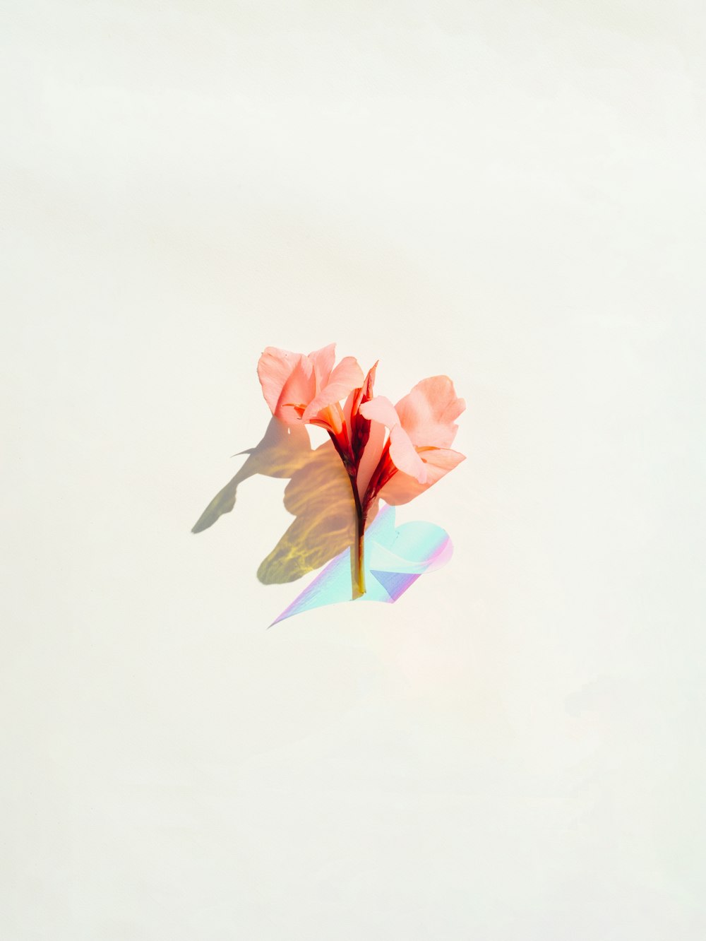 eine einzelne rosa Blume auf weißem Hintergrund