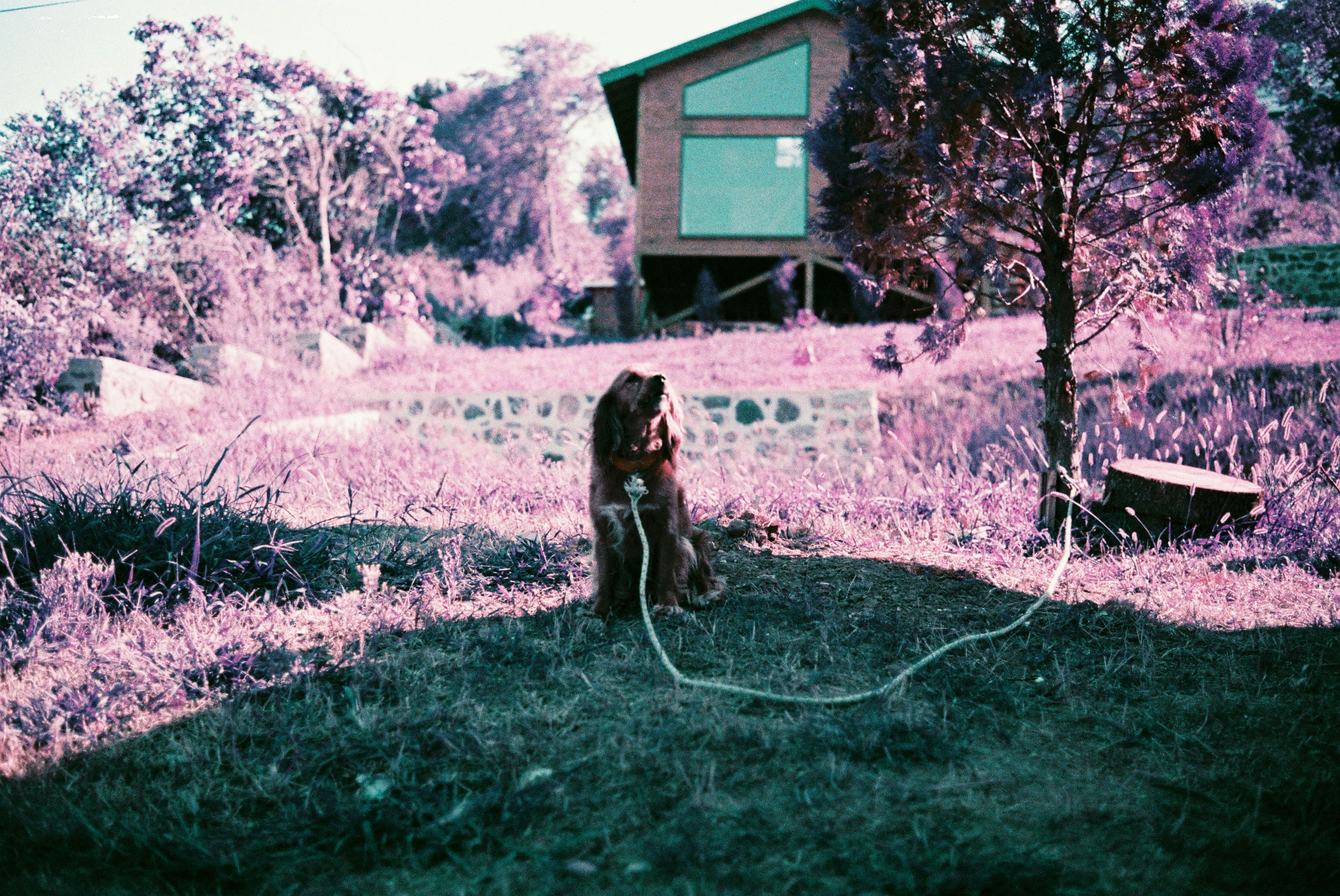 A dog sitting on the ground in a field photo – Free Purple Image on ...
