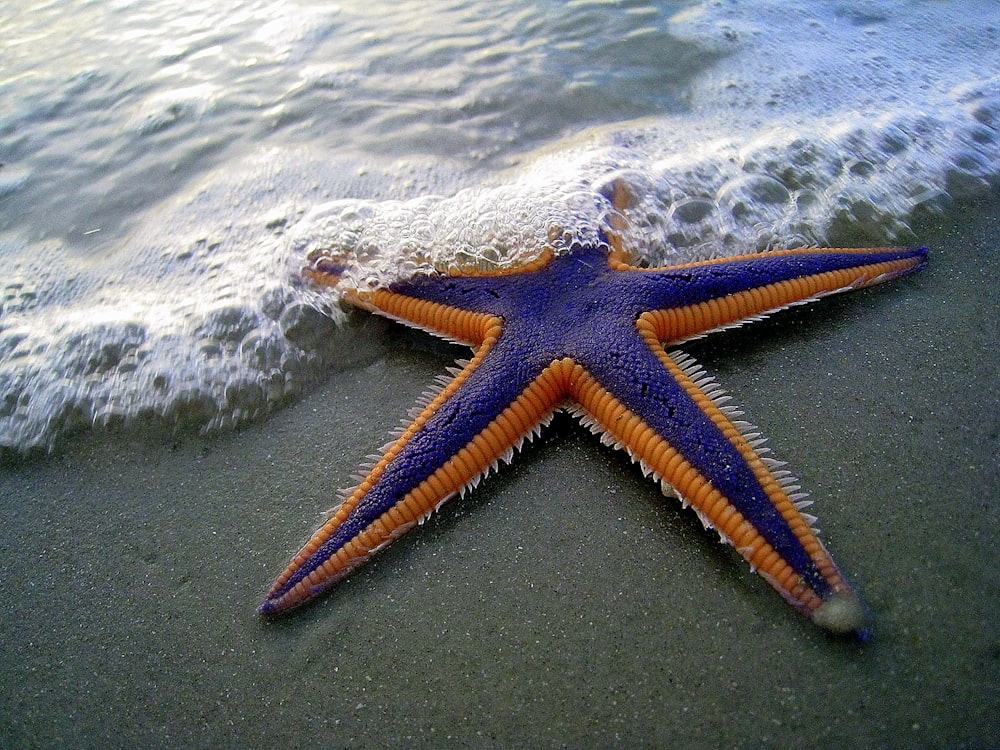 a blue and orange starfish laying on a beach