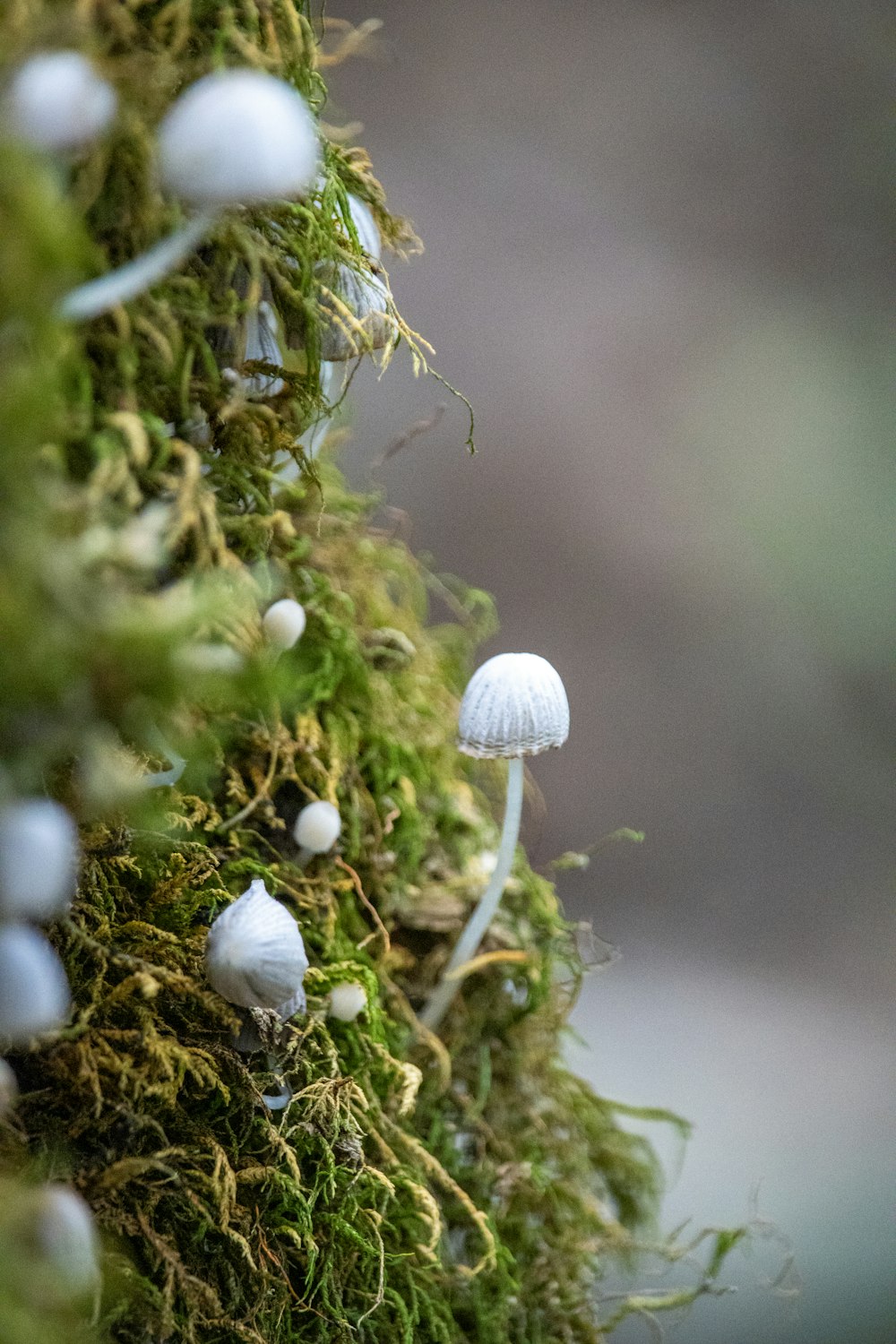 a group of small white mushrooms on a mossy tree