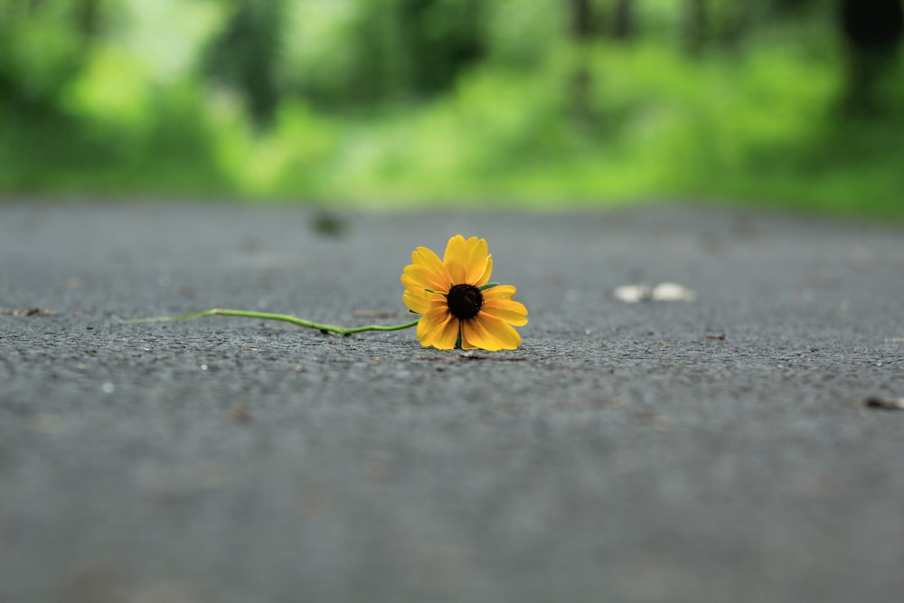 a single yellow flower sitting on the side of a road