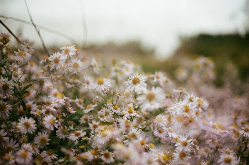 a field full of white and yellow flowers