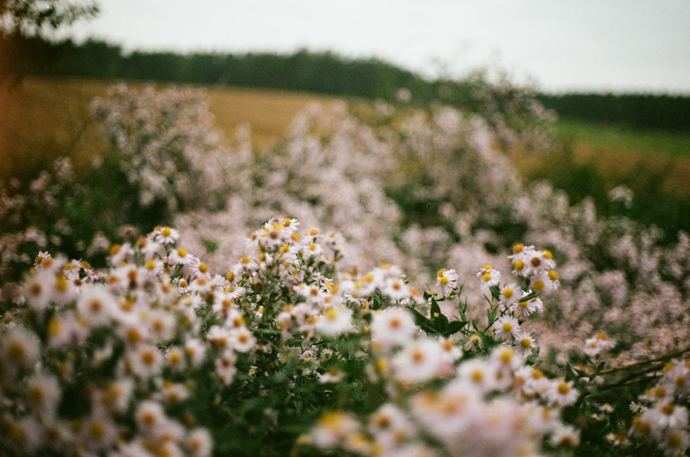 um campo cheio de flores brancas e amarelas