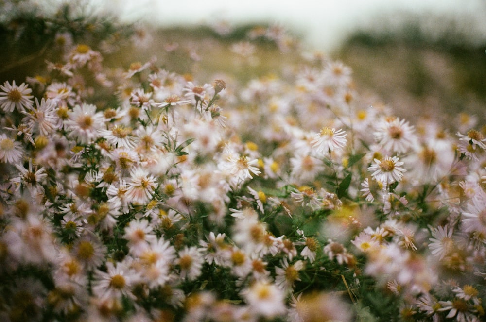 a field full of white and yellow flowers