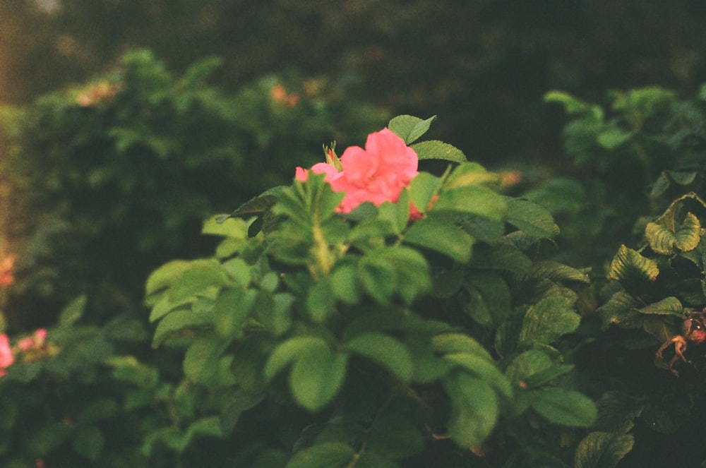 a pink flower with green leaves in the foreground