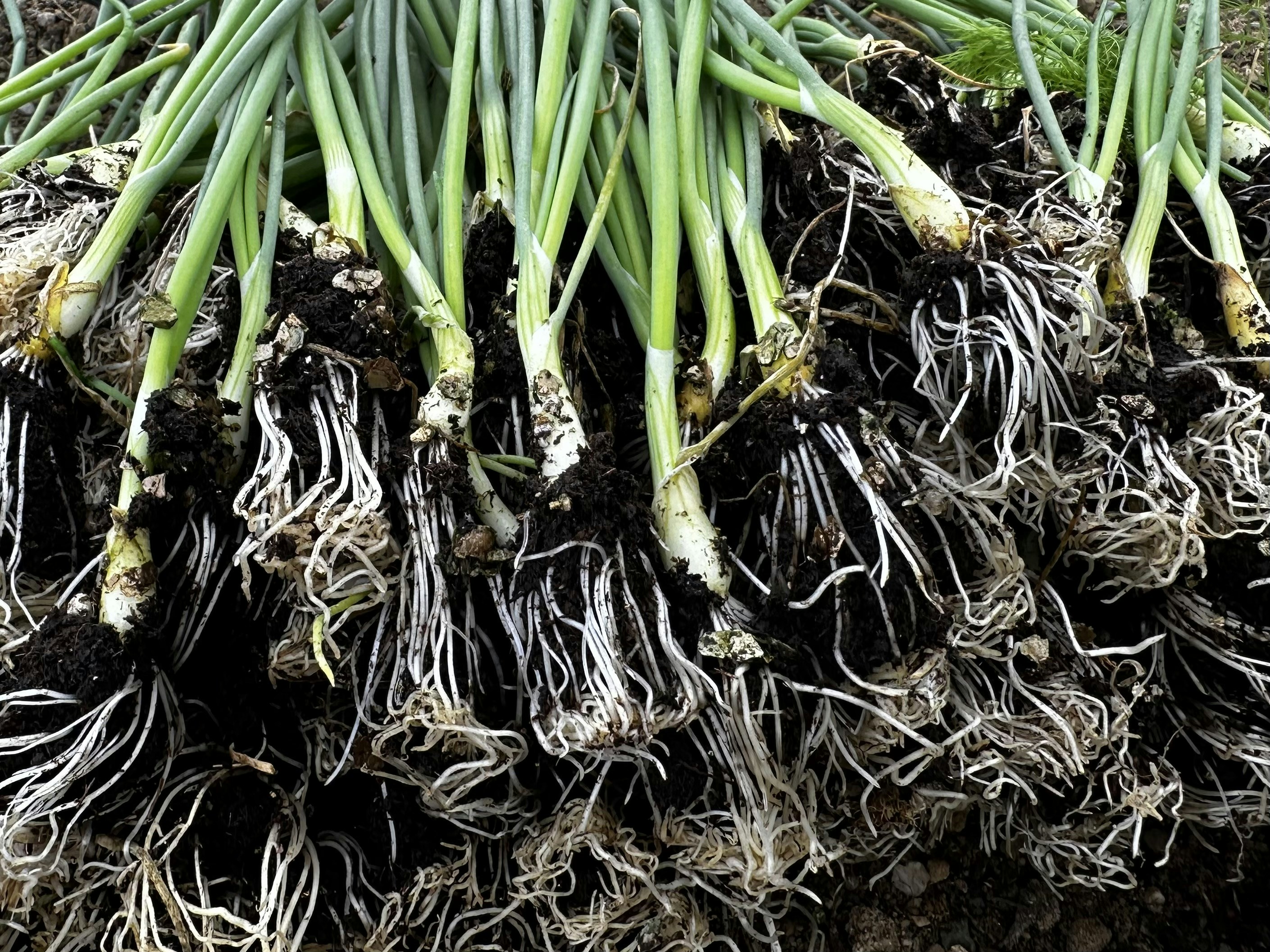 Onion seedlings, October’23