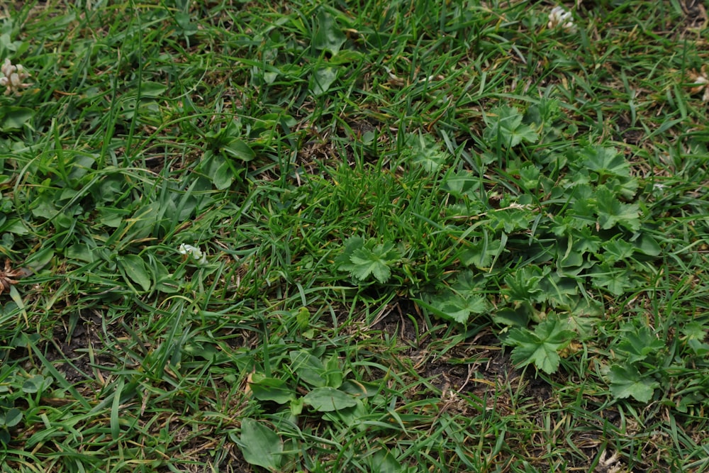 a bird is standing on a patch of grass