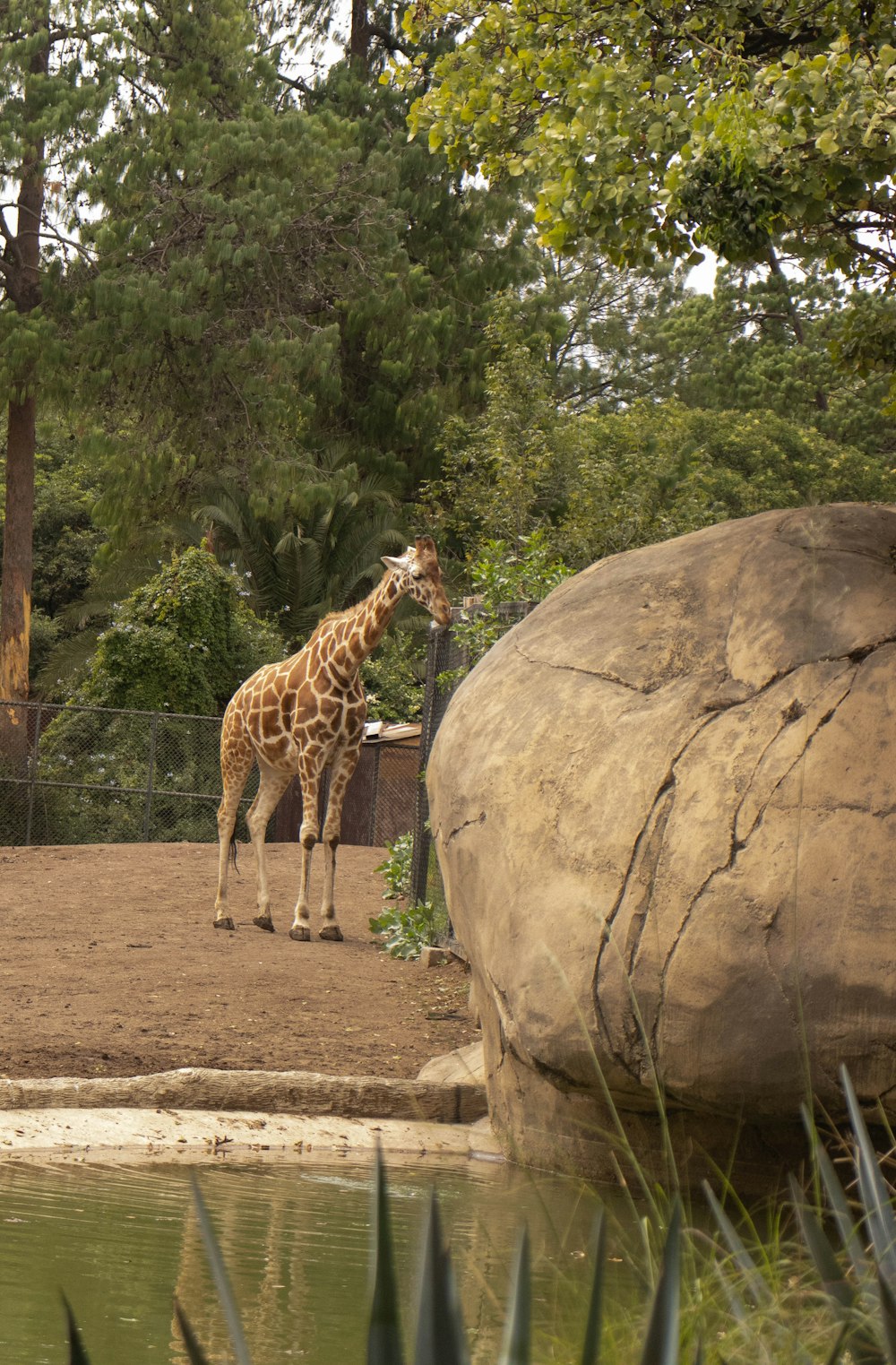 a giraffe standing next to a body of water