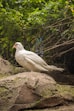 a white bird sitting on top of a large rock