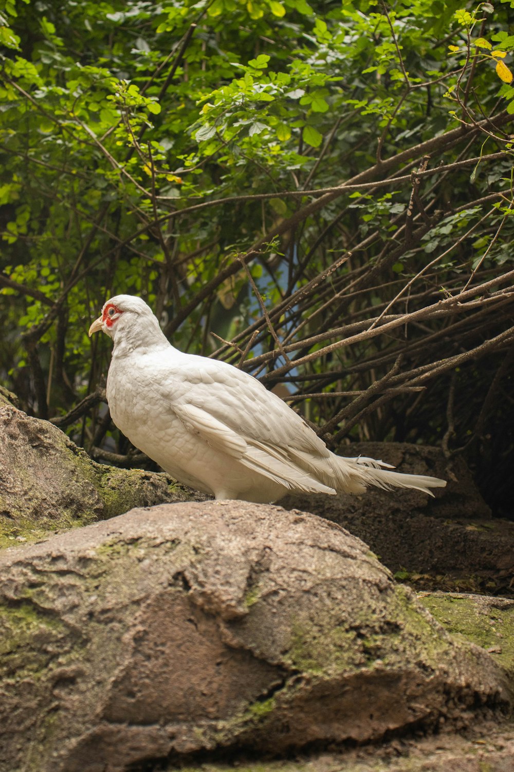 um pássaro branco sentado no topo de uma grande rocha