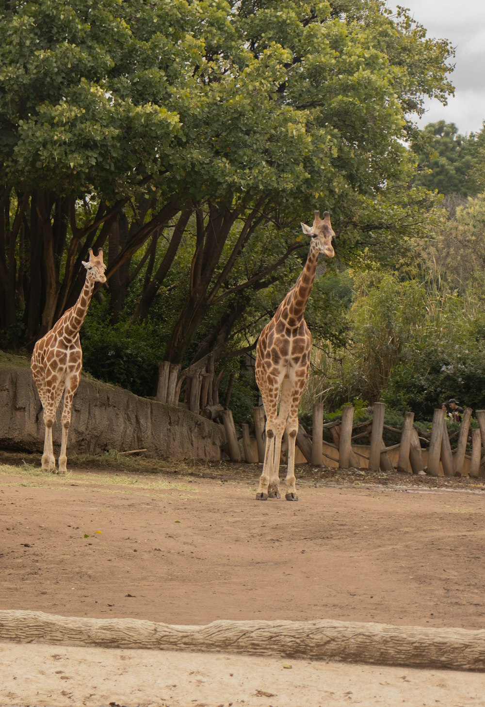 un couple de girafes debout l’un à côté de l’autre sur un champ de terre