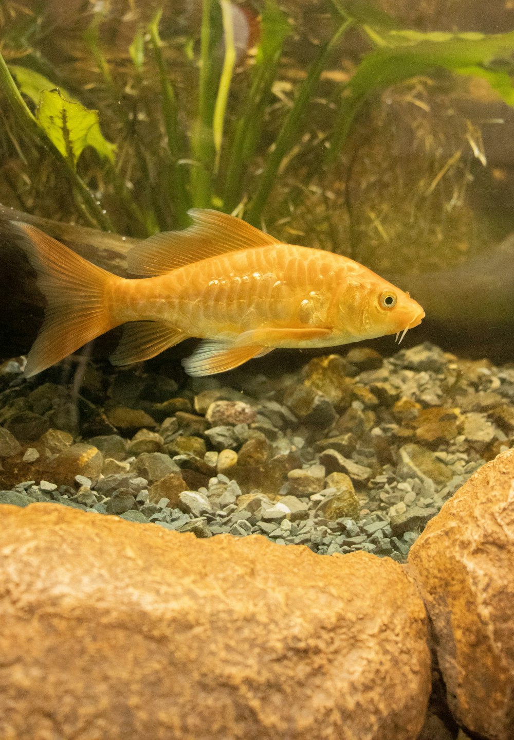 un poisson qui nage dans l’eau