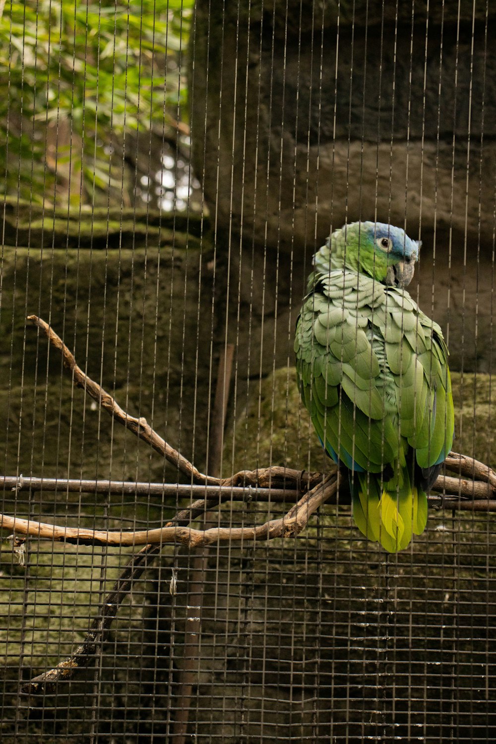 a green parrot sitting on top of a tree branch