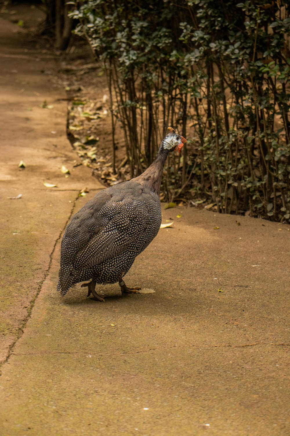 a bird that is standing on a sidewalk