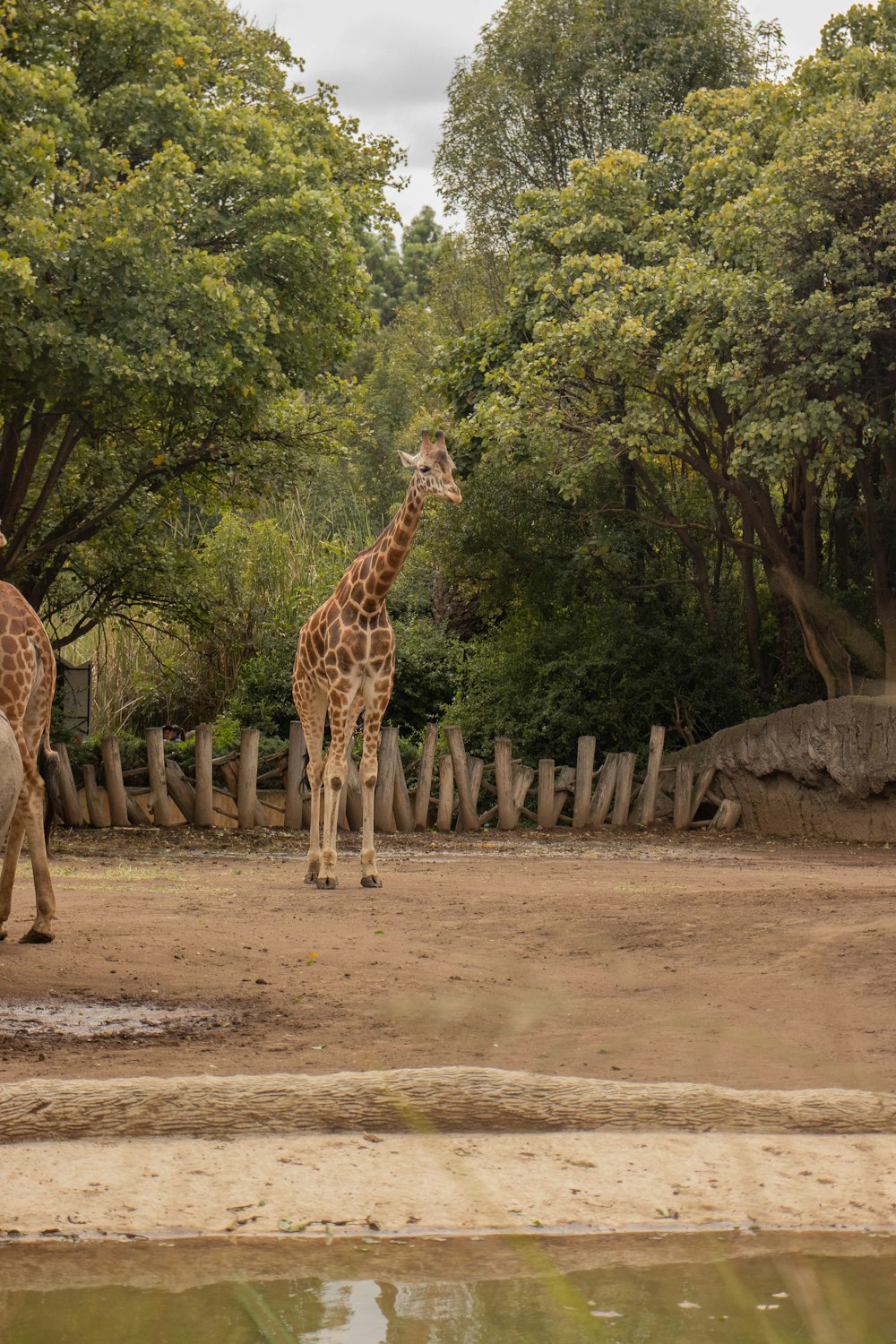 a couple of giraffe standing next to each other