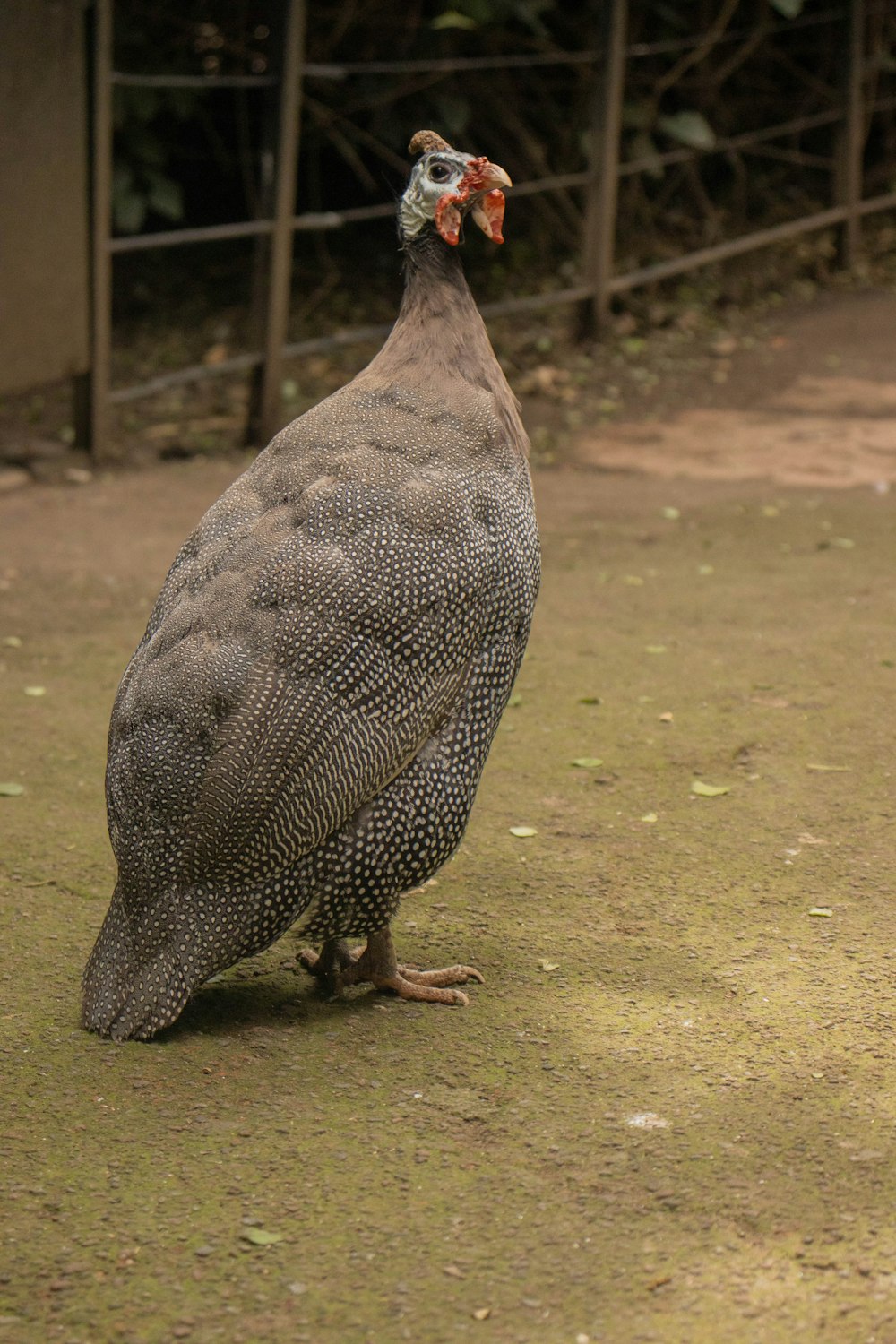 ein großer Vogel, der auf einem unbefestigten Feld steht