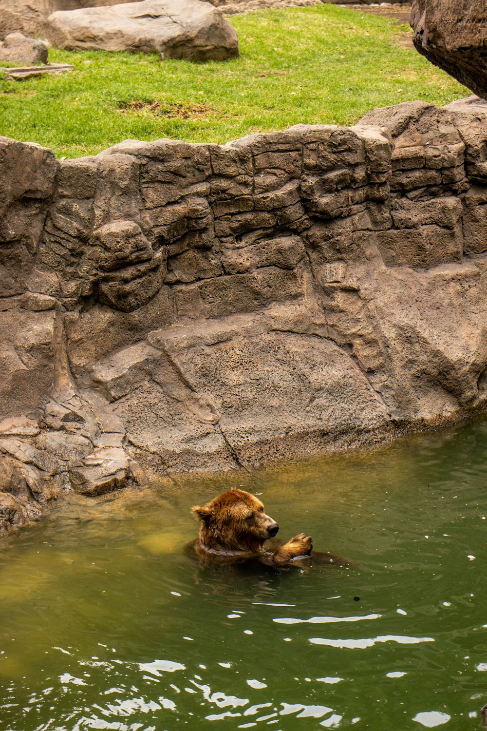 a brown bear swimming in a pool of water