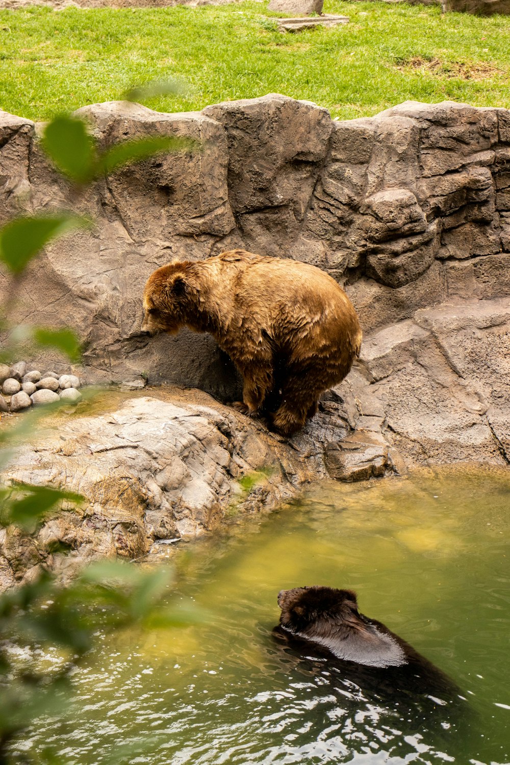 a brown bear standing on top of a rock next to a body of water