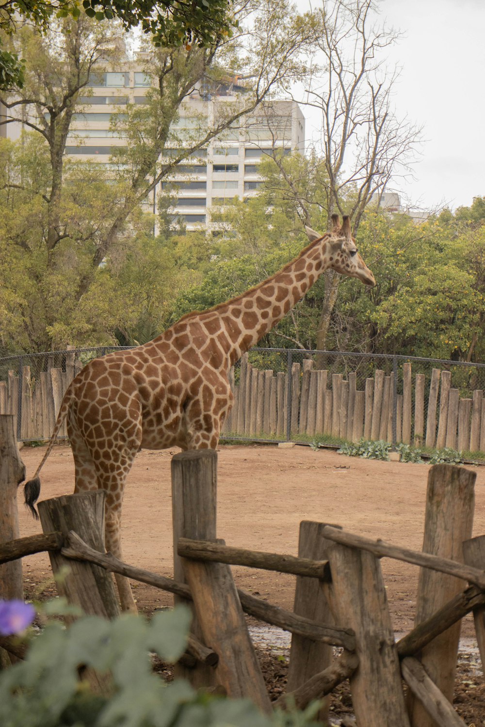 uma girafa em cima de um campo de terra