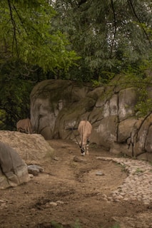 Two antelopes are grazing in a rocky, natural habitat surrounded by lush green foliage. The setting features large stones and a dirt path, creating a serene, nature-like environment.