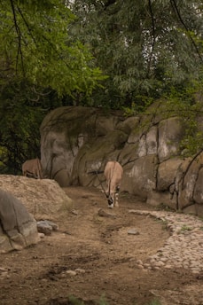 Two antelopes are grazing in a rocky, natural habitat surrounded by lush green foliage. The setting features large stones and a dirt path, creating a serene, nature-like environment.