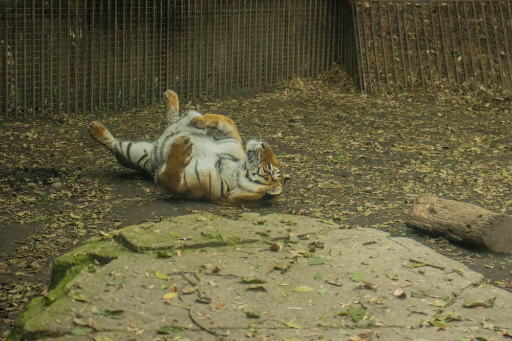 a tiger laying on its back on the ground