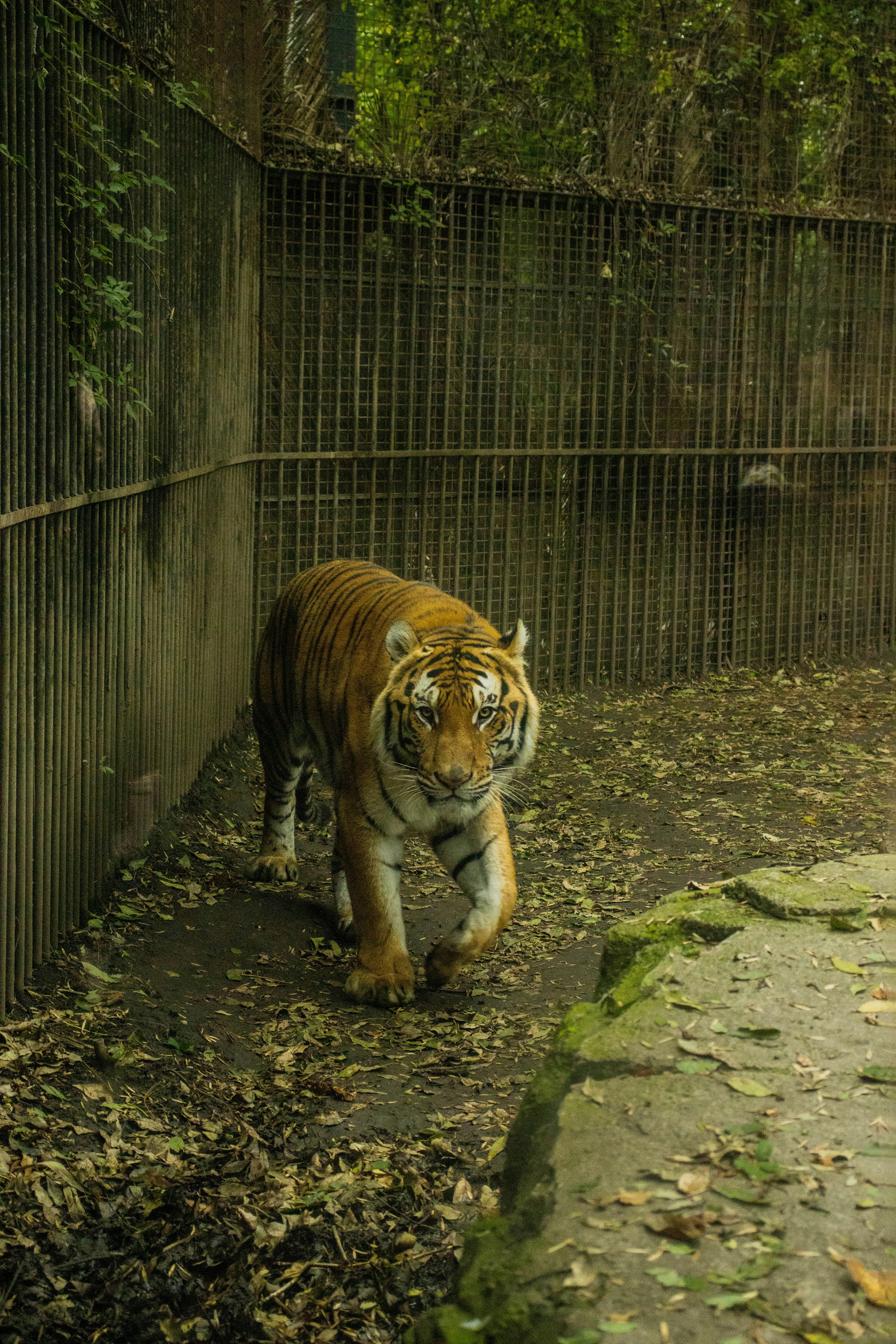 a tiger is walking around in a cage