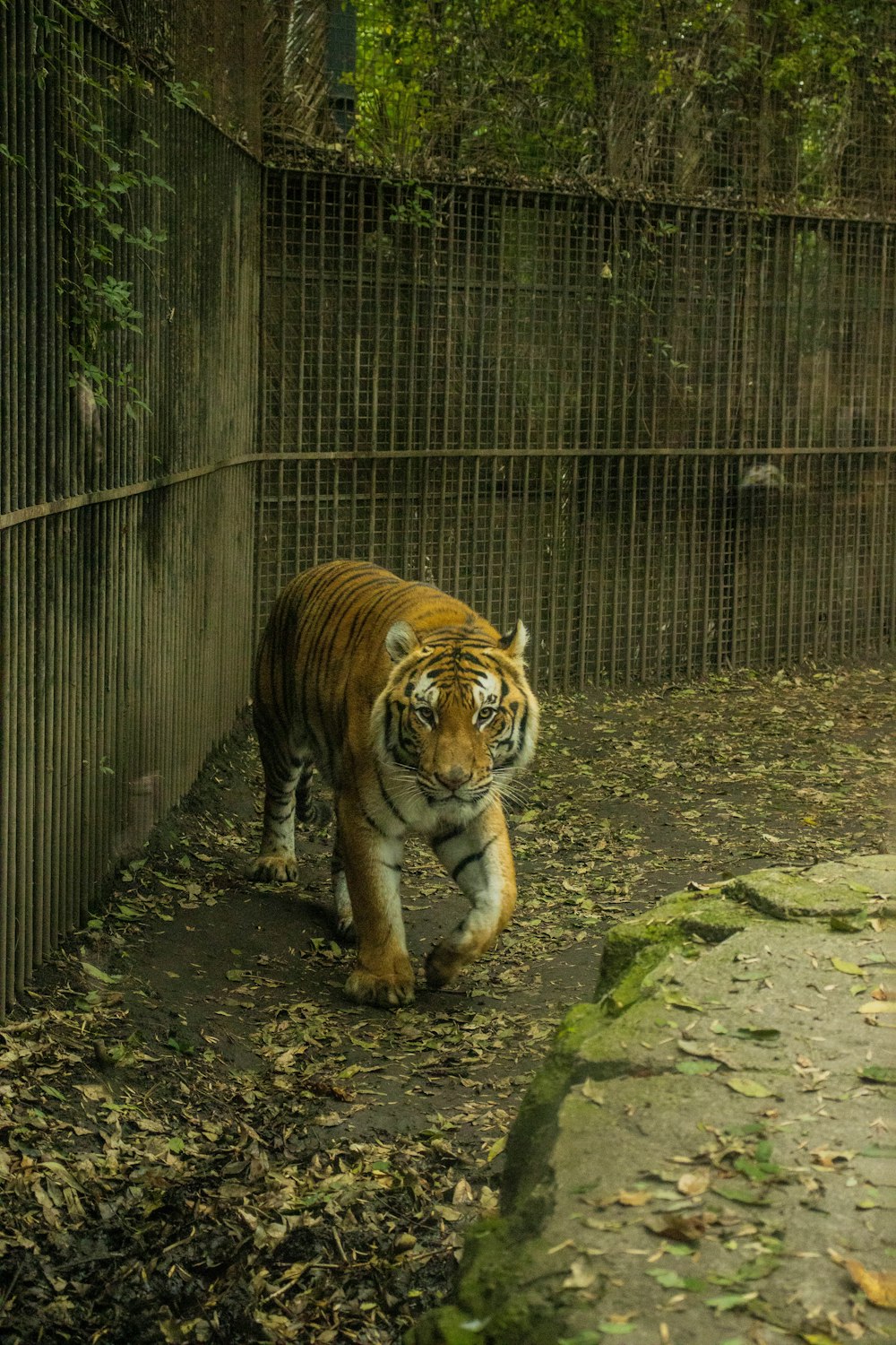 um tigre está andando em uma gaiola