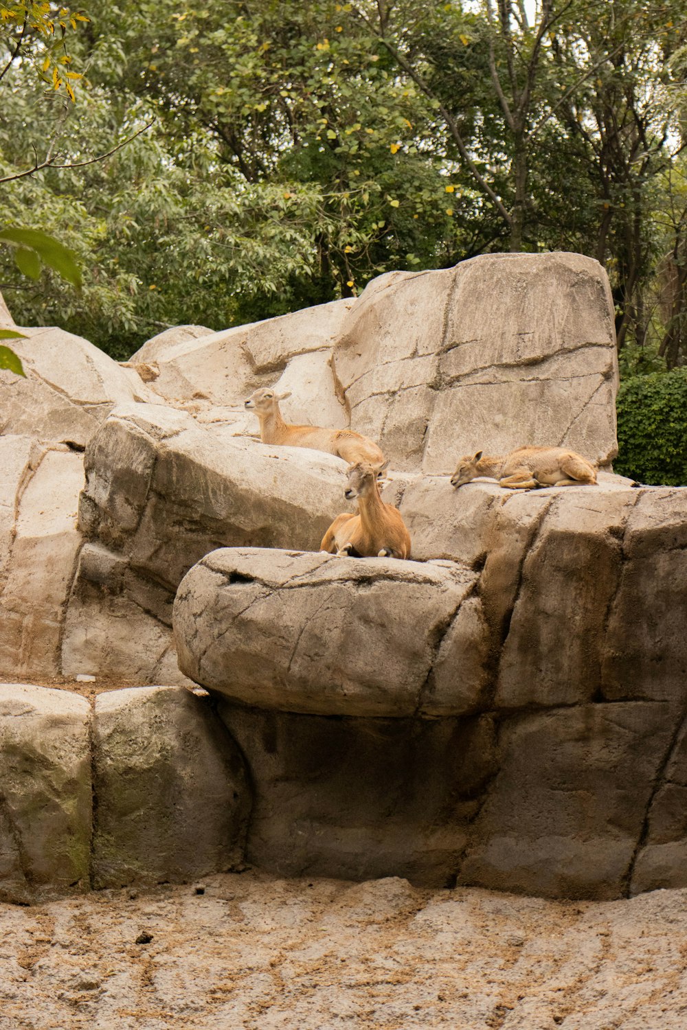 a couple of animals that are sitting on some rocks