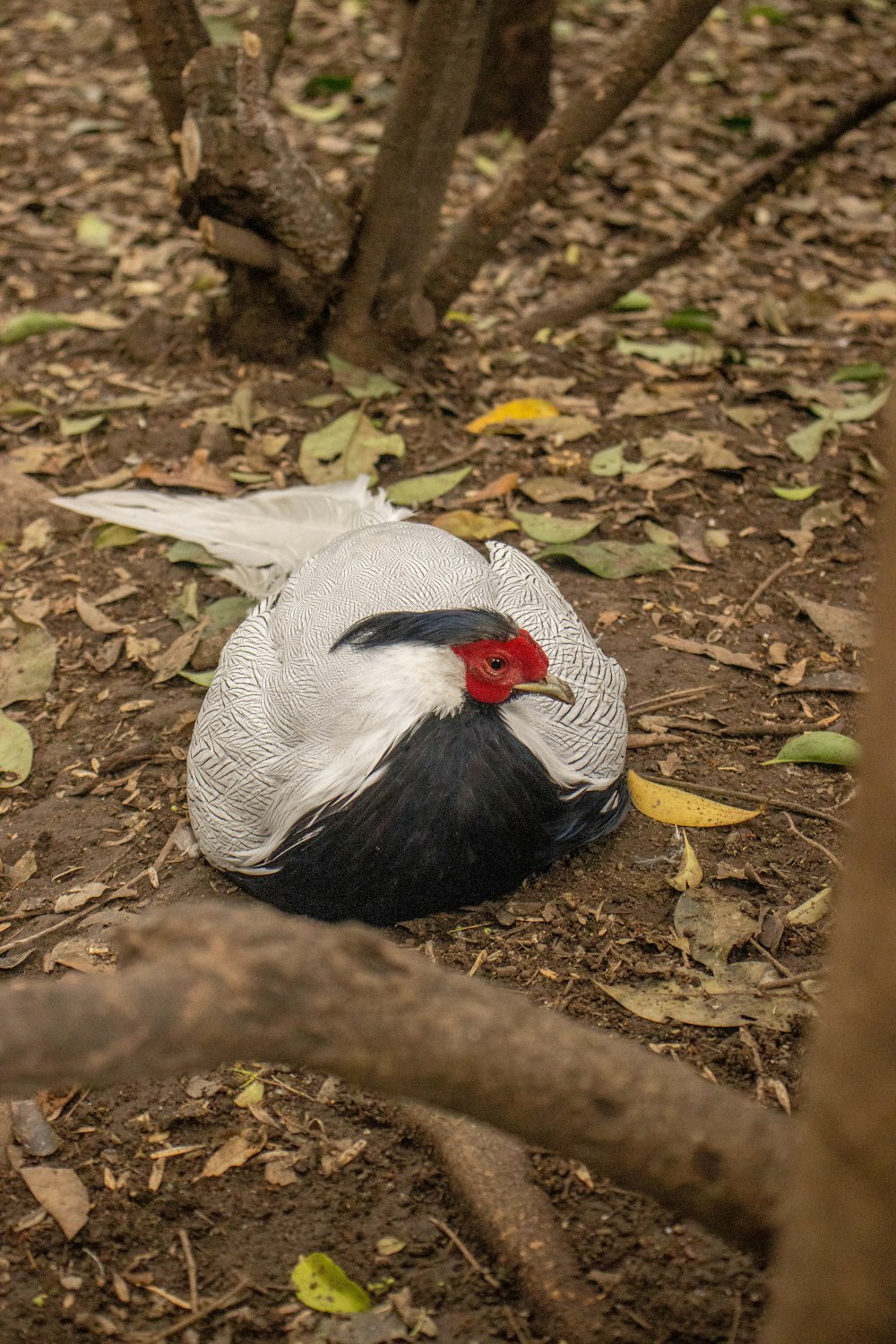 a white and black bird laying on the ground
