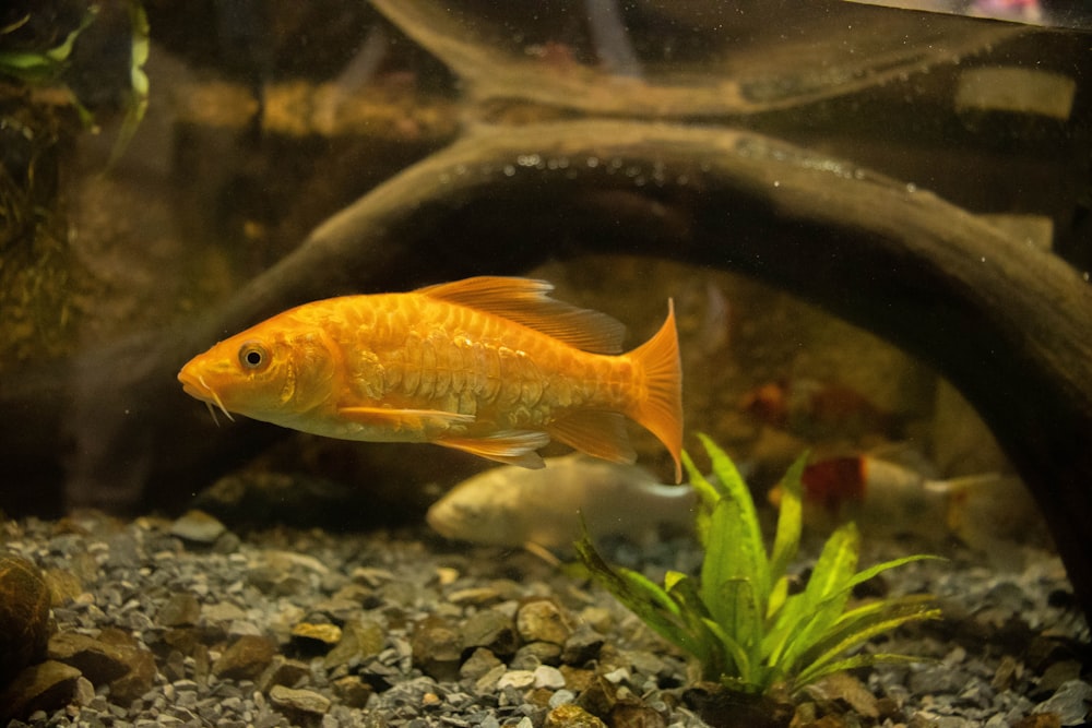 a fish swimming in an aquarium with rocks and plants