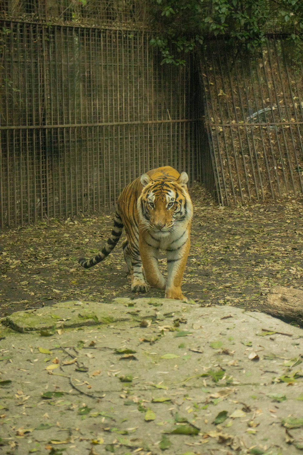 a tiger walking across a dirt field next to a fence