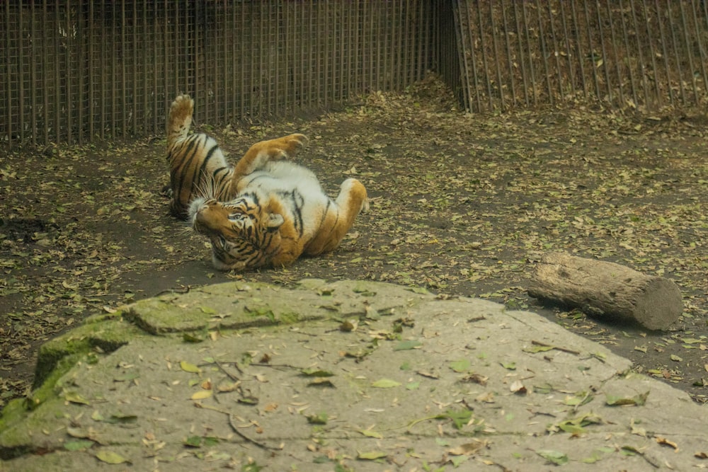 a tiger laying on its back on the ground