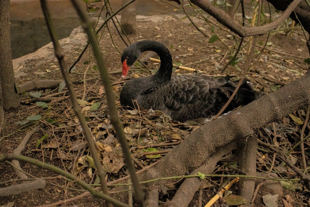 a black swan with a red beak sitting on the ground