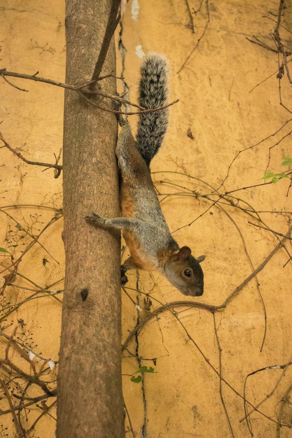 a squirrel is climbing up a tree branch