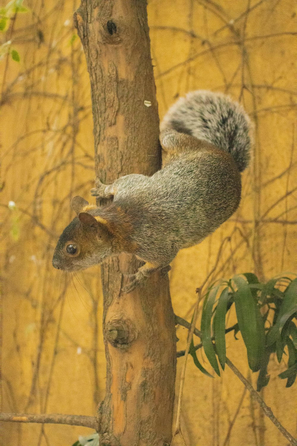 a squirrel is climbing up a tree branch