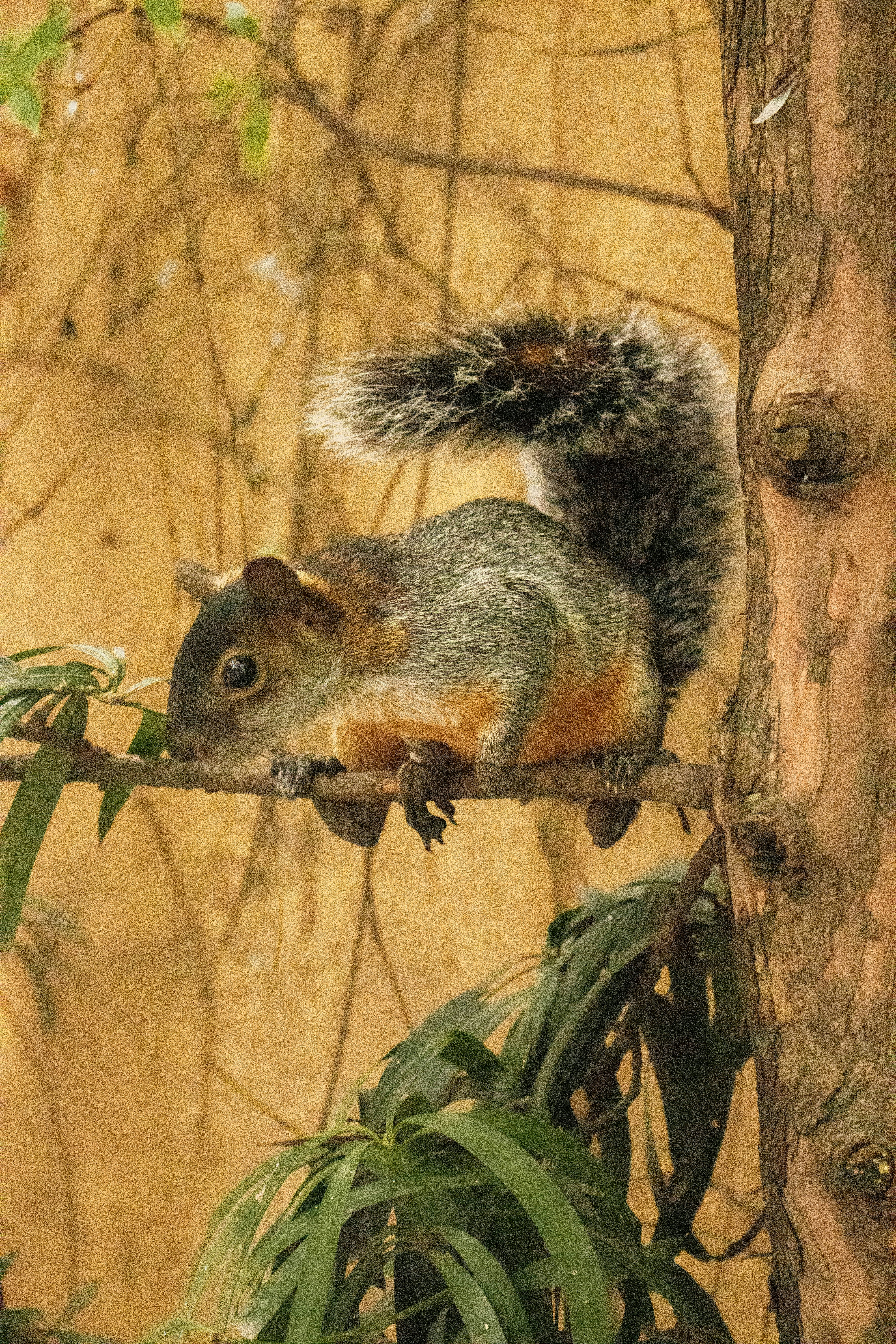 a squirrel sitting on top of a tree branch