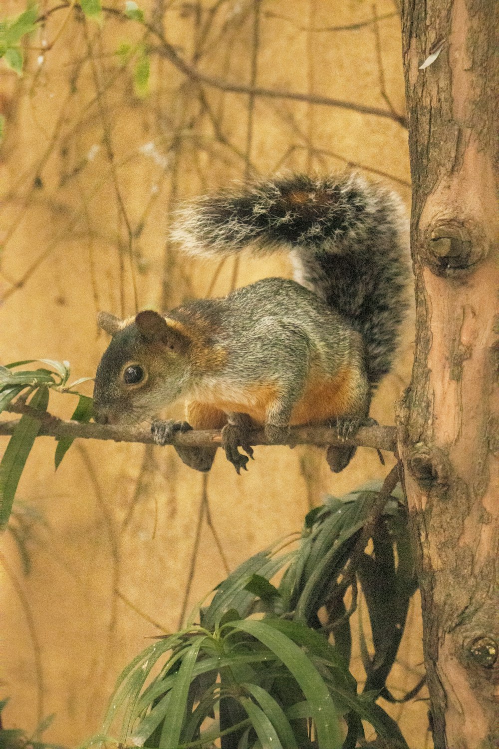 a squirrel sitting on top of a tree branch