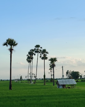 A green field with several tall palm trees spread out in the middle. There is a small metal-roofed shelter to the right, and wooden structures with electrical wires visible in the background. The sky is clear with a light blue shade and few clouds.