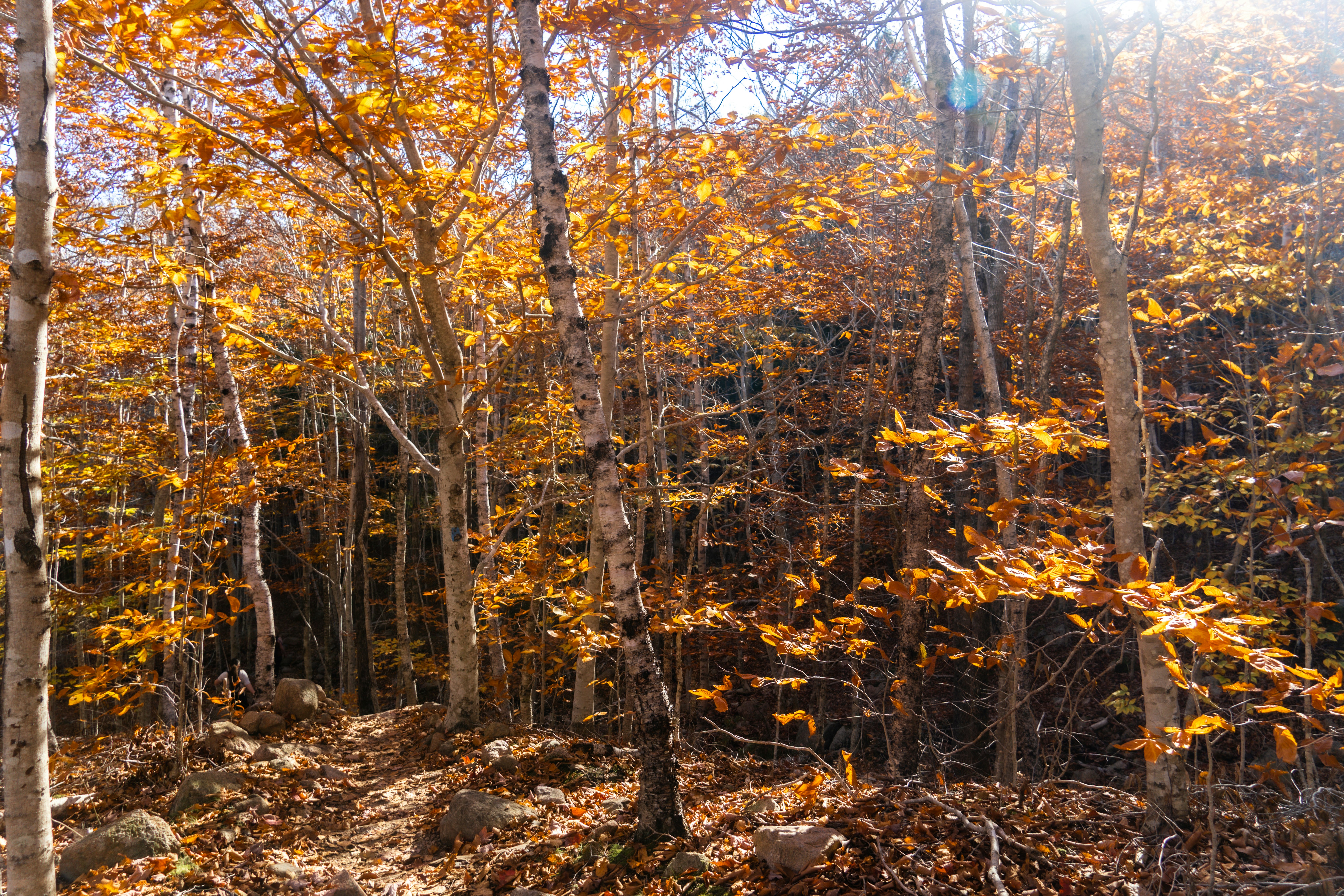 Photo by sarahspcreates