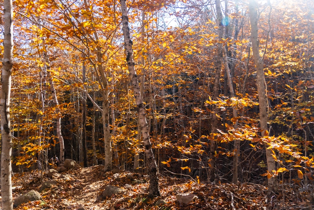 a forest filled with lots of trees covered in leaves