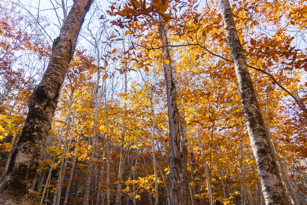 a forest filled with lots of tall trees