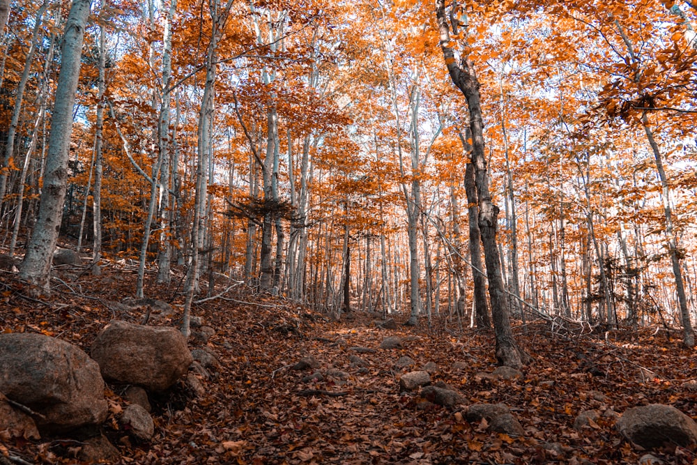 a forest filled with lots of trees covered in leaves